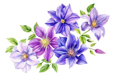 Clematis çiçekleri, izole edilmiş beyaz arka planda buket, suluboya botanik resim, gerçekçi el çizimi. Yüksek kaliteli illüstrasyon