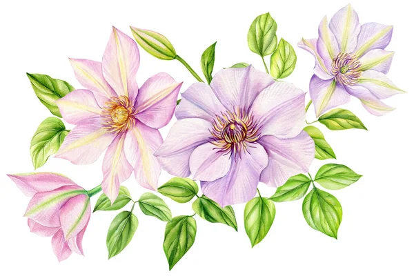 Kwiaty Clematis Bukiet Białym Tle Akwarela Malarstwo Botaniczne Realistyczne Ręcznie — Zdjęcie stockowe
