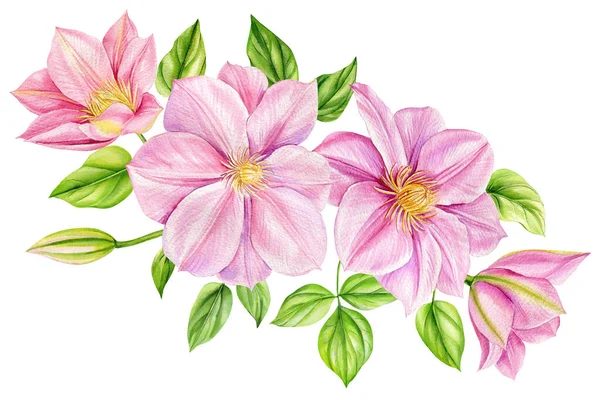 Akvarell Clematis Virágok Csokor Elszigetelt Fehér Háttér Akvarell Botanikus Festészet — Stock Fotó