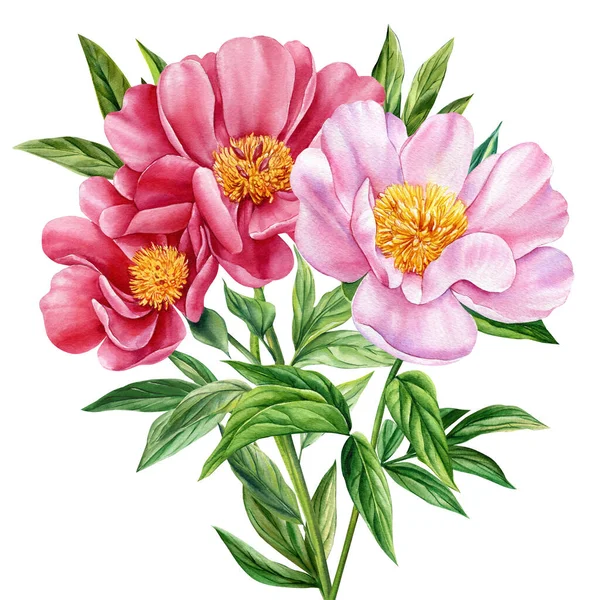 Ροζ Παιώνιες Λουλούδια Απομονωμένο Λευκό Φόντο Ακουαρέλα Βοτανική Ζωγραφική Ρεαλιστικό — Φωτογραφία Αρχείου
