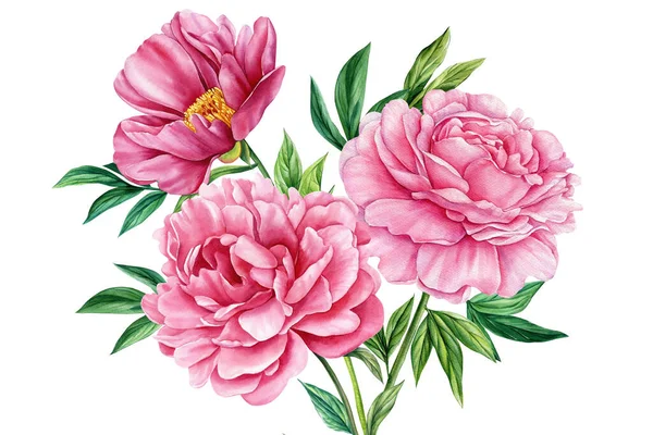 Flores Peônias Rosa Sobre Fundo Branco Isolado Pintura Botânica Aquarela — Fotografia de Stock