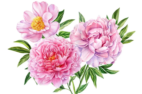 Ροζ Λουλούδια Παιώνιες Closeup Απομονωμένο Λευκό Φόντο Ακουαρέλα Βοτανική Ζωγραφική — Φωτογραφία Αρχείου