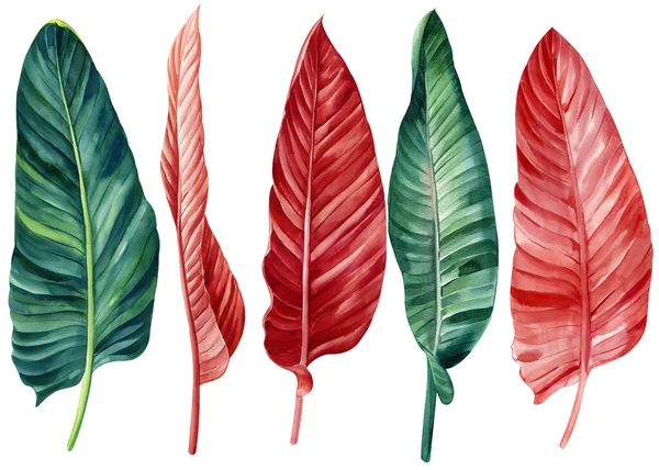 Zole Edilmiş Beyaz Arka Planda Çok Renkli Tropikal Palmiye Yaprakları — Stok fotoğraf