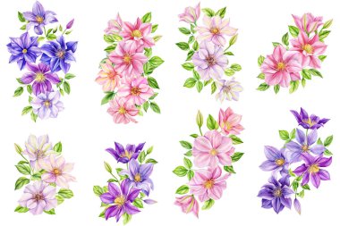 Clematis çiçekleri, izole edilmiş beyaz arka planda buket, suluboya botanik resim. Duvar kağıdı, baskı, kumaş için Flora. Yüksek kaliteli illüstrasyon