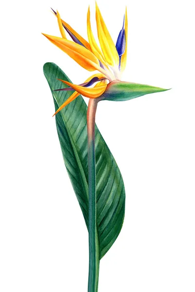 Flor Exótica Pintura Aquarela Conjunto Com Pássaro Paraíso Flores Tropicais — Fotografia de Stock