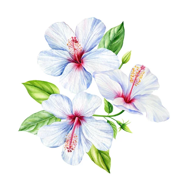 Hibiscus Nastavit Izolovaném Bílém Pozadí Akvarel Vintage Květinové Tropické Prvky — Stock fotografie