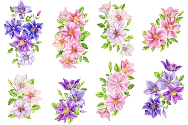 Clematis Blommor Bukett Isolerad Vit Bakgrund Akvarell Botanisk Målning Flora — Stockfoto