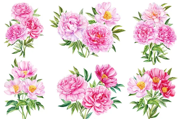 Flores Peonías Rosadas Sobre Fondo Blanco Aislado Pintura Botánica Acuarela — Foto de Stock