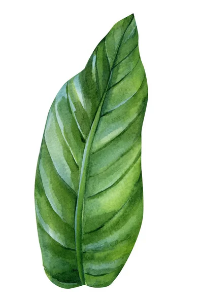 Tropický List Bílém Pozadí Palmový List Akvarel Malování Ruční Barvy — Stock fotografie