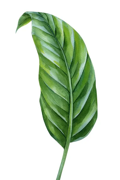 Tropisches Blatt Auf Weißem Hintergrund Palmblatt Aquarellmalerei Handmalerei Hochwertige Illustration — Stockfoto