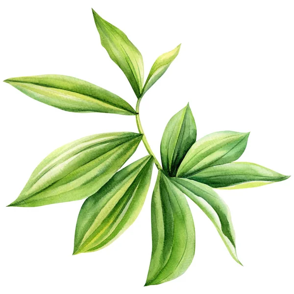 Tropiska Blad Vit Bakgrund Bild Gröna Blad Estetiska Palmblad Akvarell — Stockfoto