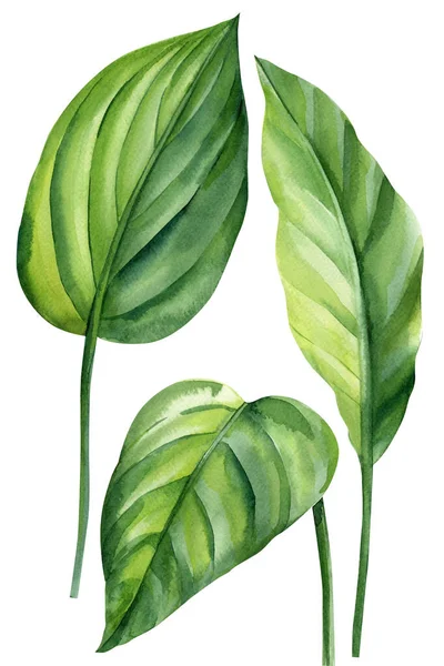 热带叶设置在白色的背景 形象绿色的卡拉亚叶 美观的棕榈叶水彩画 高质量的例证 — 图库照片