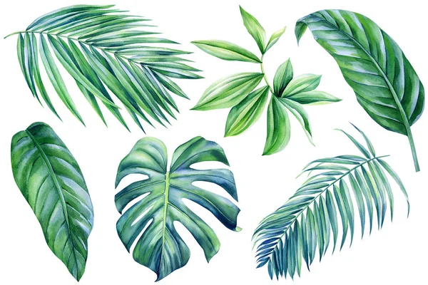 Folha Tropical Conjunto Folhas Verdes Selva Sobre Fundo Branco Ilustração — Fotografia de Stock