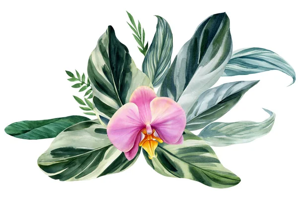 색깔의 외진하얀 배경에 식물화에 꽃들에 스러운 질높은 — 스톡 사진