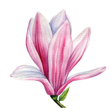 Bahar çiçekleri. Manolya, beyaz arka planda tomurcuklar suluboya resimler, çiçek elementleri. Yüksek kaliteli illüstrasyon