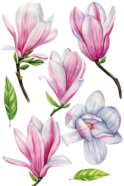 Wiosenny Zestaw Pięknych Kwiatów Magnolia Pąki Białym Tle Malarstwo Akwarelowe — Zdjęcie stockowe