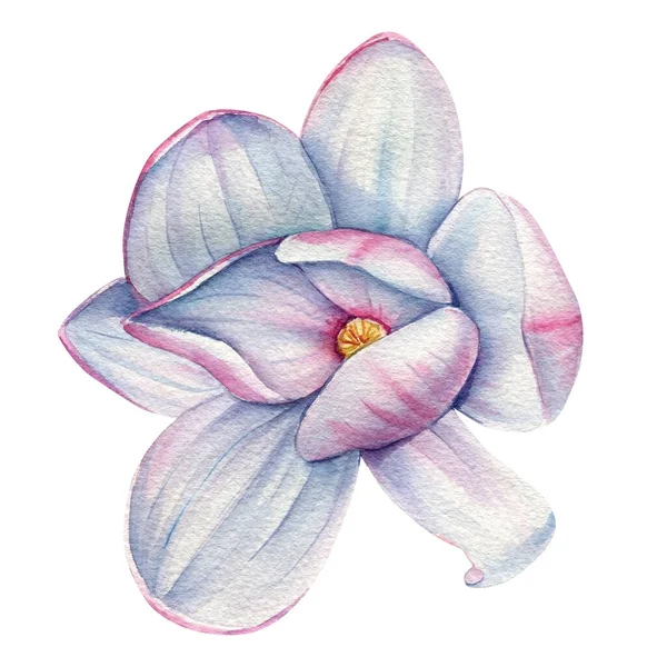 Jogo Primavera Belas Flores Magnólia Botões Sobre Fundo Branco Pintura — Fotografia de Stock