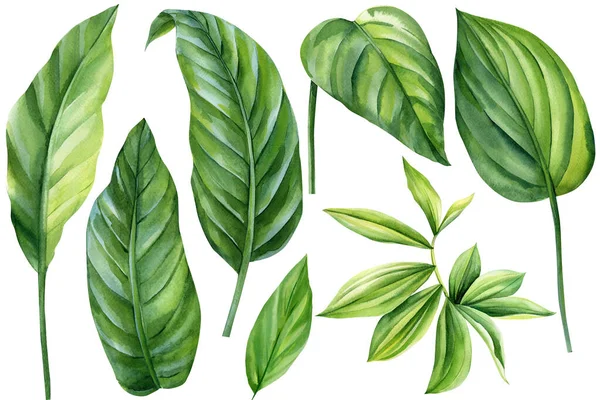 热带叶设置在白色的背景 形象绿色的卡拉亚叶 美观的棕榈叶水彩画 高质量的例证 — 图库照片