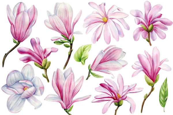 Tavaszi Gyönyörű Virágok Magnólia Rügyek Fehér Háttérrel Akvarell Festés Virágos — Stock Fotó