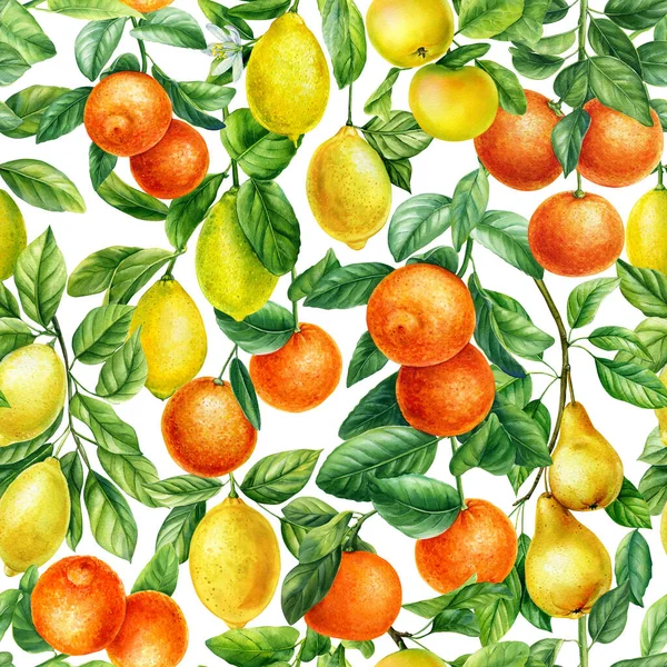 Citrus Φόντο Ζωγραφισμένα Στο Χέρι Ακουαρέλα Βοτανική Ζωγραφική Φρούτα Χωρίς — Φωτογραφία Αρχείου