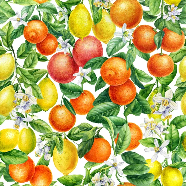 柑橘背景 手绘水彩画 水果无缝图案 色彩斑斓的热带壁纸高质量的例证 — 图库照片