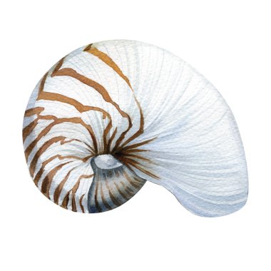 Suluboya deniz kabukları izole edilmiş beyaz arka plan. El çizimi çizimi. Tasarım için gerçekçi deniz kabuğu koleksiyonu. Yüksek kaliteli illüstrasyon