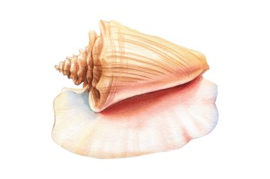 Suluboya deniz kabukları izole edilmiş beyaz arka plan. El çizimi çizimi. Tasarım için gerçekçi deniz kabuğu koleksiyonu. Yüksek kaliteli illüstrasyon