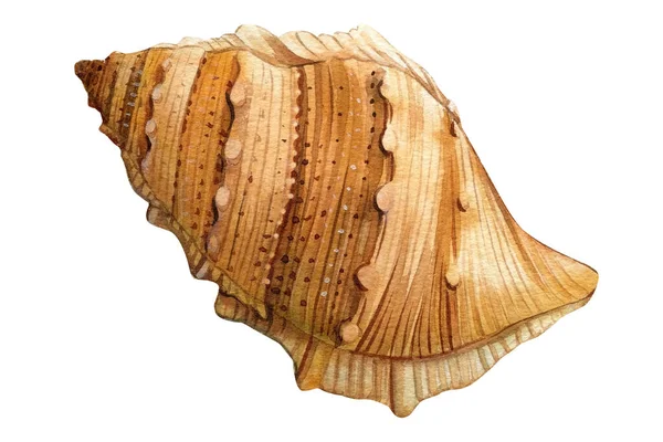 Suluboya Deniz Kabukları Izole Edilmiş Beyaz Arka Plan Çizimi Çizimi — Stok fotoğraf