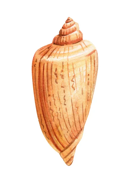 Aquarell Muschel Isoliert Weißen Hintergrund Handgezeichnete Illustration Sammlung Realistische Muschel — Stockfoto
