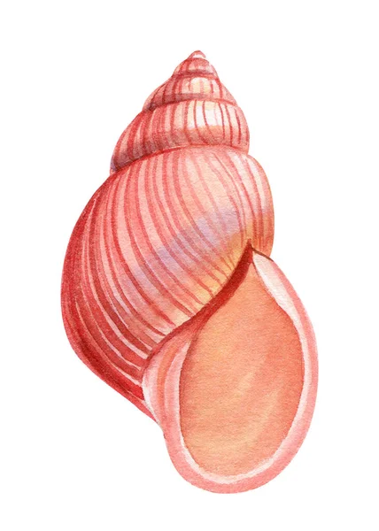 海水の貝殻は白色の背景を隔離しました 手描きイラスト コレクションリアルな貝殻イラスト 高品質のイラスト — ストック写真