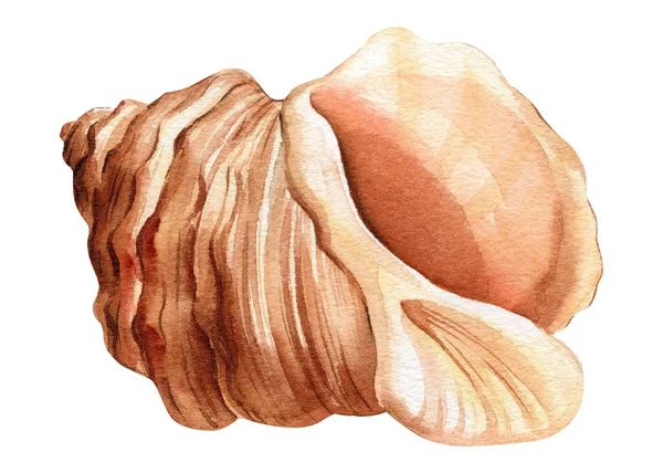 Akvarell Snäckskal Som Isolerad Vit Bakgrund Handritad Illustration Samling Realistiska — Stockfoto