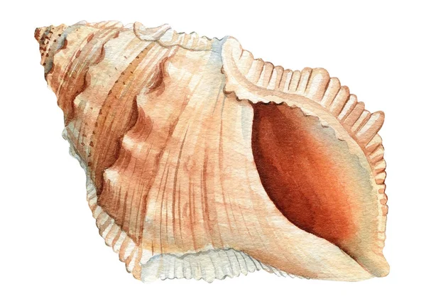 Suluboya Deniz Kabukları Izole Edilmiş Beyaz Arka Plan Çizimi Çizimi — Stok fotoğraf