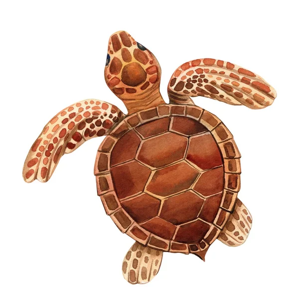 Żółw Odizolowanym Białym Tle Ilustracja Akwarela Ręka Rysunek Żółw Morski — Zdjęcie stockowe