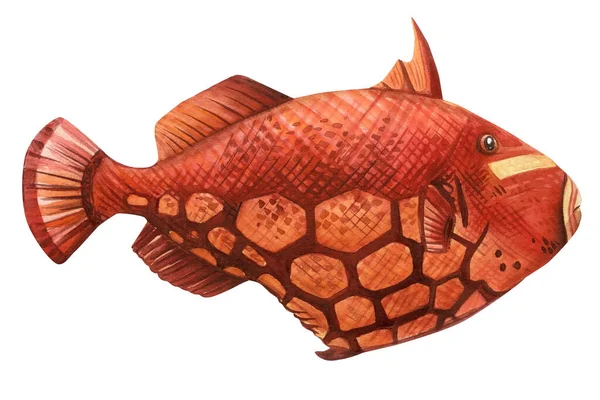 Τροπική Υδατογραφία Χειροποίητη Απεικόνιση Ρεαλιστικά Θαλασσινά Ψάρια Για Σχεδιασμό Τρίγραινα — Φωτογραφία Αρχείου