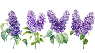 Beyaz izole arka planda leylak çiçekleri, suluboya resimler, flora el çizimleri. Mor çiçek tırmığı. Yüksek kaliteli illüstrasyon