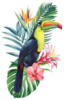 Beautiful tropical bird watercolor illustration hand drawing, parrot, flowers and palm leaf in isolated white background. High quality illustration clipart