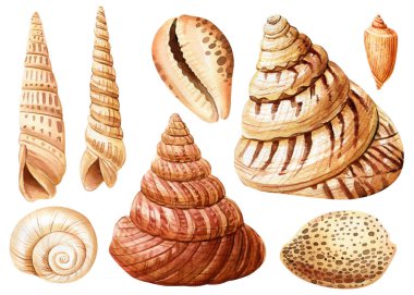 Watercolor seashells set isolated white background. Hand drawn illustration. Collection realistic sea shell for design. High quality illustration clipart