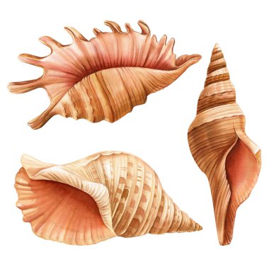 Suluboya deniz kabukları izole edilmiş beyaz arka plan. El çizimi çizimi. Tasarım için gerçekçi deniz kabuğu koleksiyonu. Yüksek kaliteli illüstrasyon