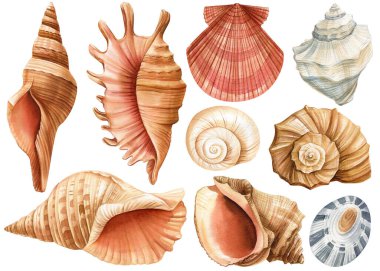 Suluboya deniz kabukları izole edilmiş beyaz arka plan. El çizimi çizimi. Tasarım için gerçekçi deniz kabuğu koleksiyonu. Yüksek kaliteli illüstrasyon