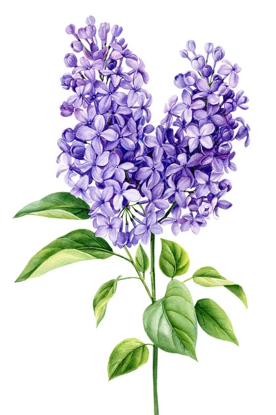 Квіти Бузку Білому Ізольованому Тлі Акварельний Ботанічний Живопис Фіолетова Квітка — стокове фото