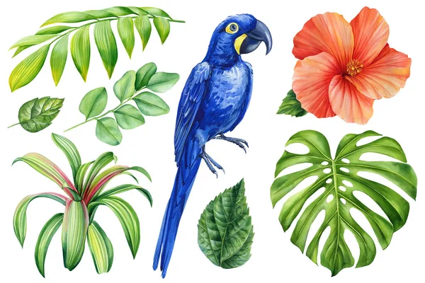 热带集水彩画手绘 蓝鹦鹉 芙蓉花和棕榈叶 孤立的白色背景 高质量的例证 — 图库照片