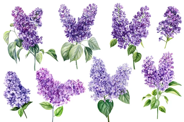 Lilac Bloemen Ingesteld Witte Geïsoleerde Achtergrond Aquarel Botanische Schilderen Bloemen — Stockfoto