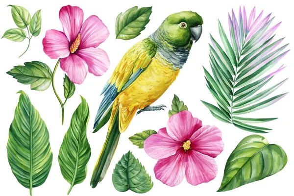 Gyönyörű Trópusi Előfizetői Akvarell Papagáj Hibiszkusz Virágok Zöld Levél Elszigetelt — Stock Fotó