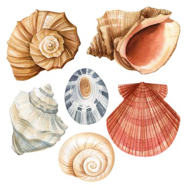 Suluboya deniz kabukları izole edilmiş beyaz arka plan. El çizimi çizimi. Tasarım için gerçekçi deniz kabuğu koleksiyonu. Yüksek kaliteli illüstrasyon
