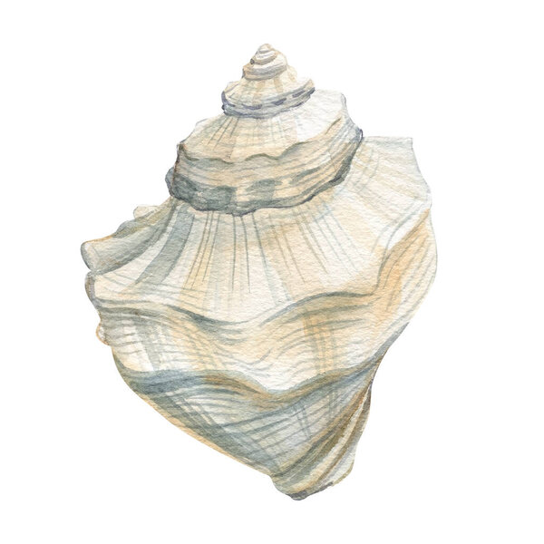 Watercolor seashell isolated white background. Hand drawn illustration. Collection realistic sea shell illustration. High quality illustration