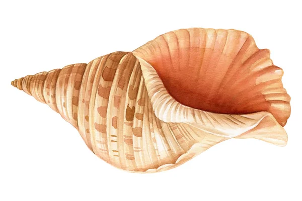 水彩貝は白い背景を隔てている 手描きイラスト デザインのためのリアルな貝殻を収集します 高品質のイラスト — ストック写真