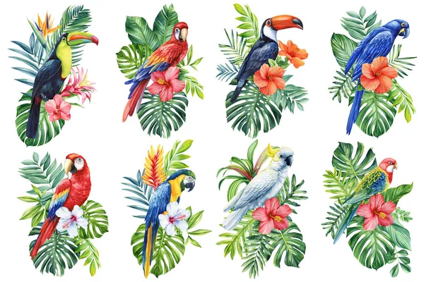 Conjunto Aves Tropicales Acuarela Ilustración Dibujo Mano Loro Flores Hoja — Foto de Stock