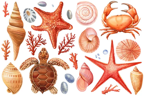 Aquarell Muscheln Setzen Isolierten Hintergrund Handgezeichnete Illustration Schildkröten Meeresschildkröten Seesterne — Stockfoto