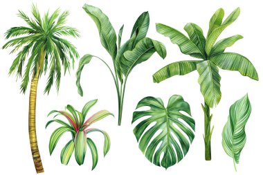 Set Palm tree, tropical plants on isolated white background, clip art Hand drawn nature. Watercolor botanical illustration. High quality illustration clipart