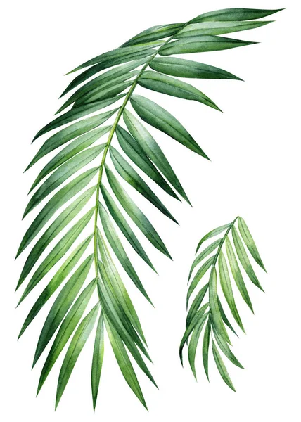 设置棕榈树 热带植物在孤立的白色背景上 剪贴画手绘自然 水彩画植物图解 高质量的例证 — 图库照片